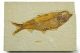 Detailed Fossil Fish (Knightia) - Wyoming #363896-1